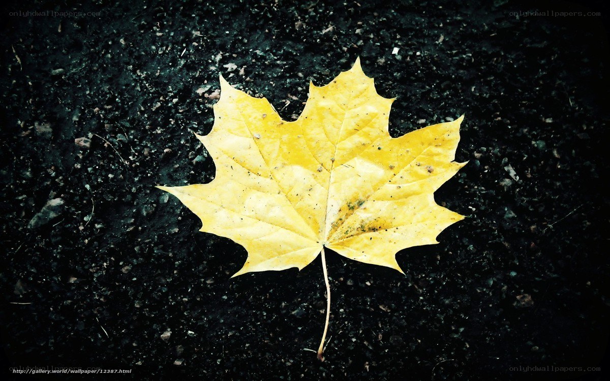 Yellow leaf on dark ground