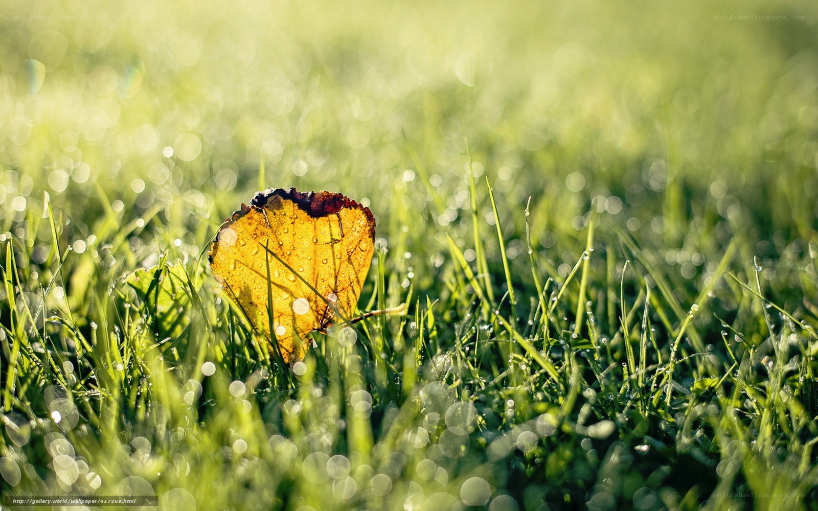 Yellow leaf on dewy grass