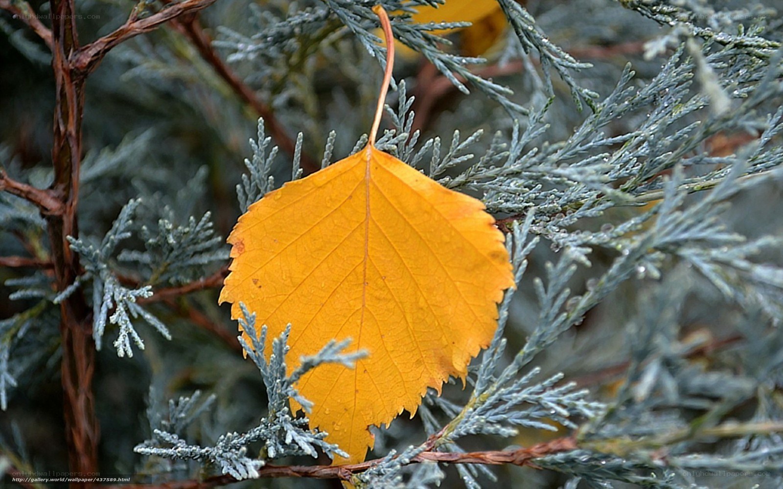 Yellow leaf on evergreen branch