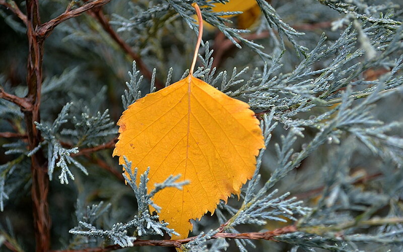 Yellow Leaf on Evergreen