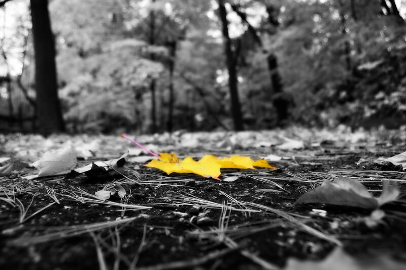 Yellow Leaf on Forest Floor — Black