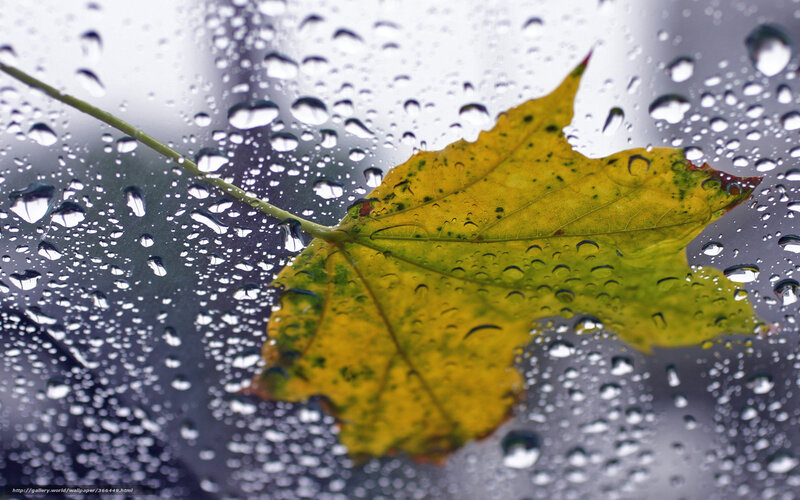 Yellow Leaf on Glass — Calm