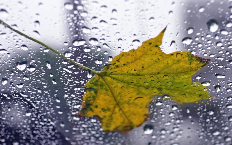 Yellow Leaf on Glass