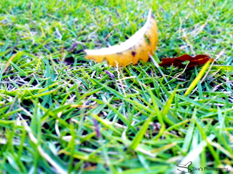 Yellow Leaf on Grass — Green, Calm