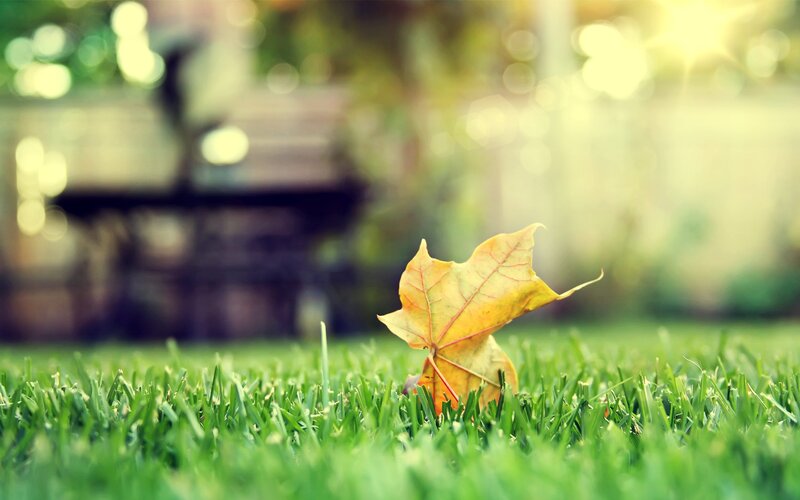 Yellow Leaf on Grass — Green, Serene