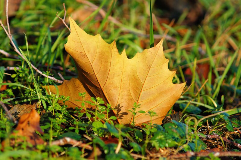 Yellow Leaf on Grass — Serene