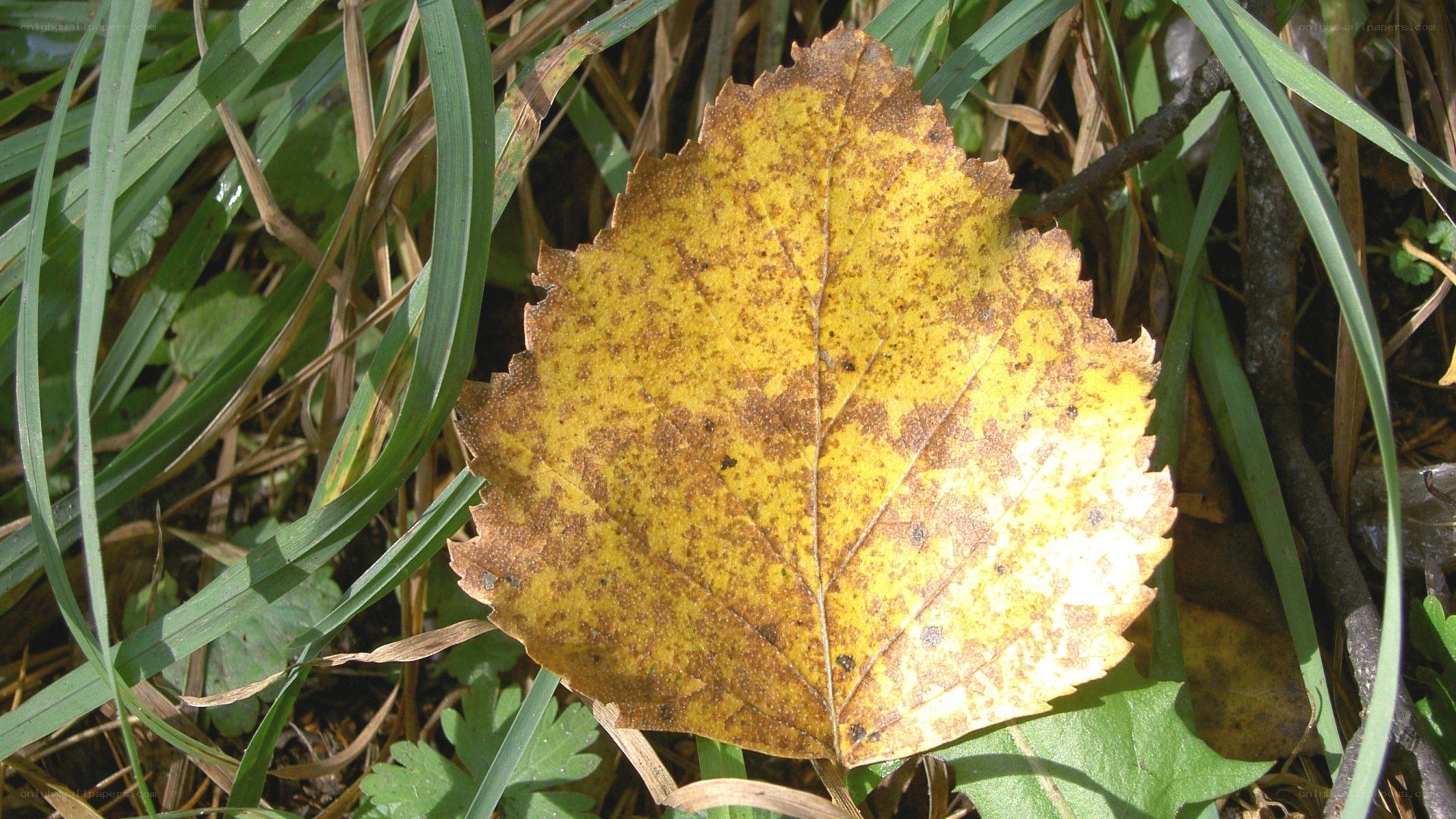 yellow leaf on grass