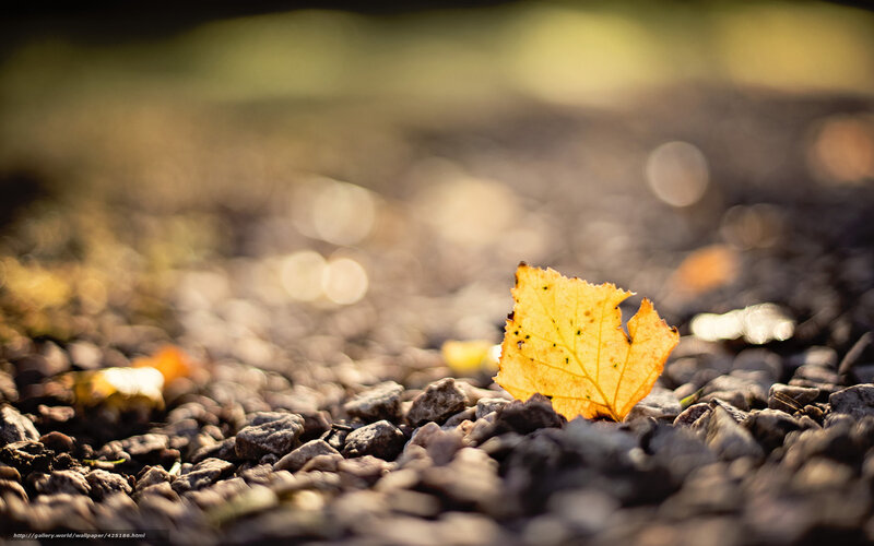 Yellow Leaf on Gravel — Serene, Autumn
