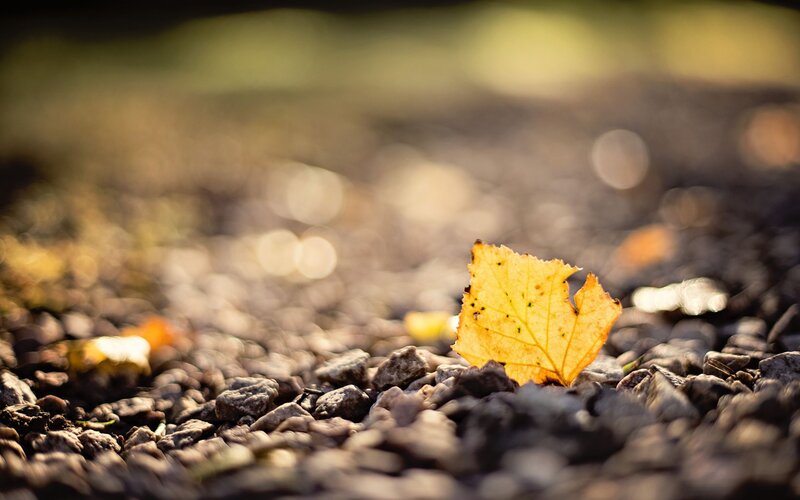 Yellow Leaf on Gravel — Serene
