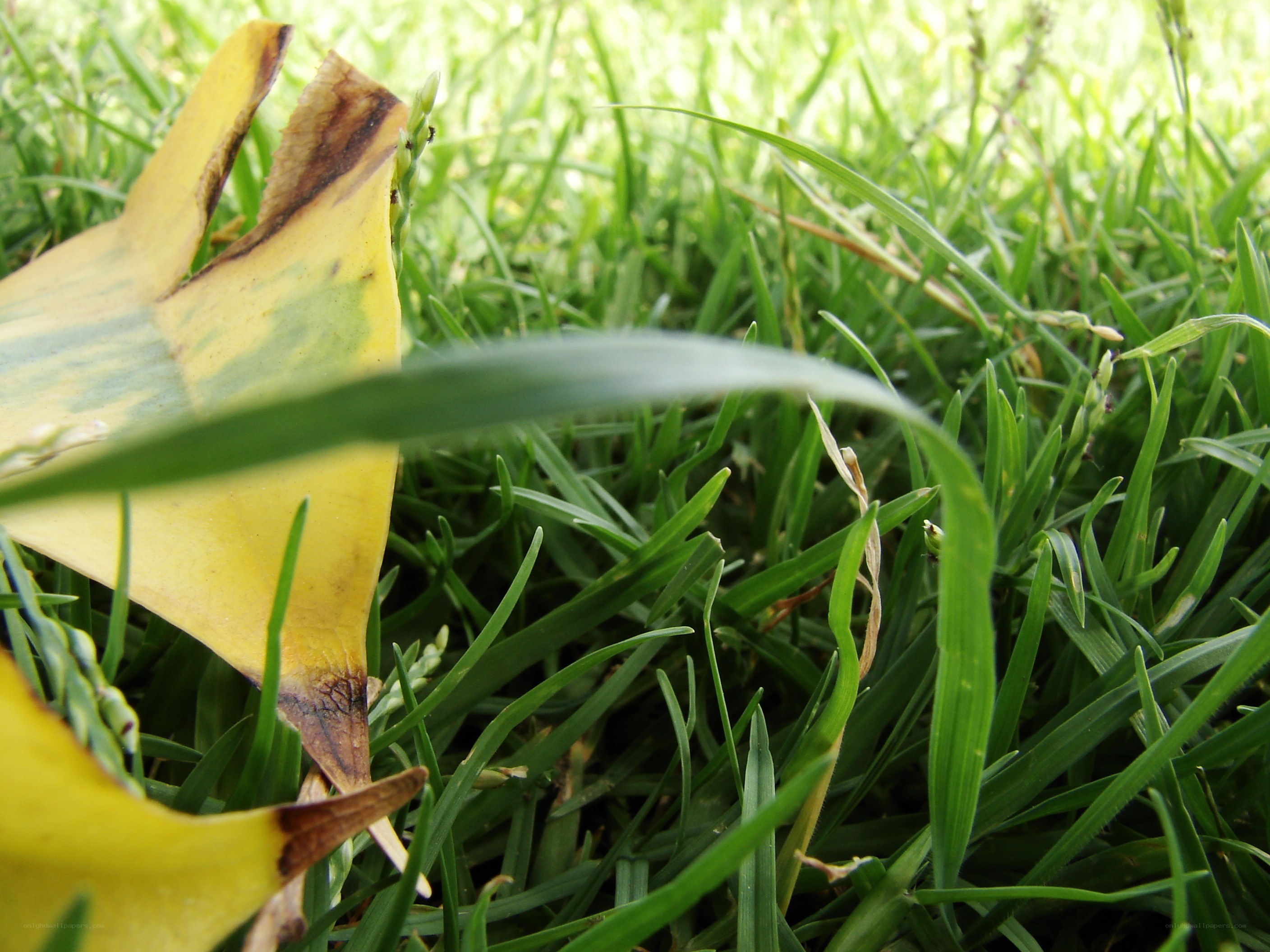 Yellow leaf on green grass