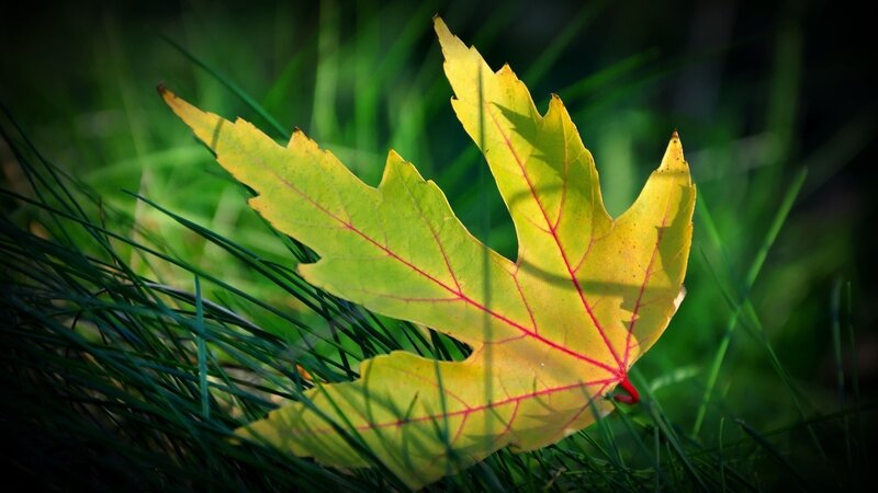yellow leaf on green grass