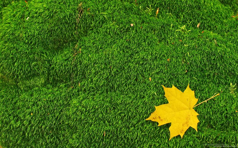 yellow leaf on green moss