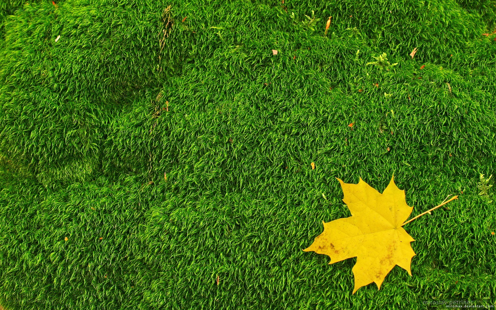 yellow leaf on green moss