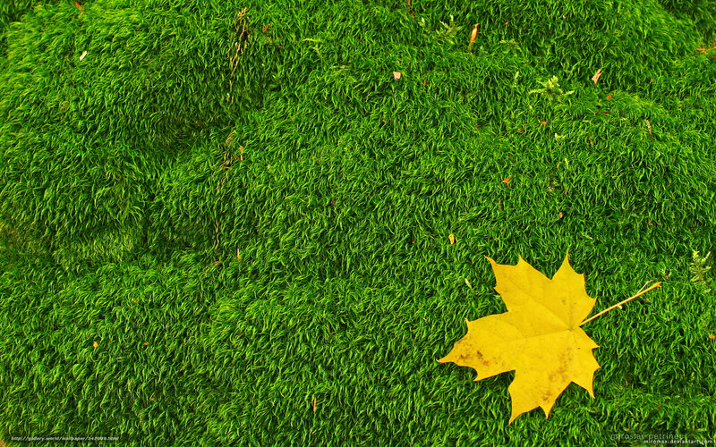 Yellow leaf on green moss