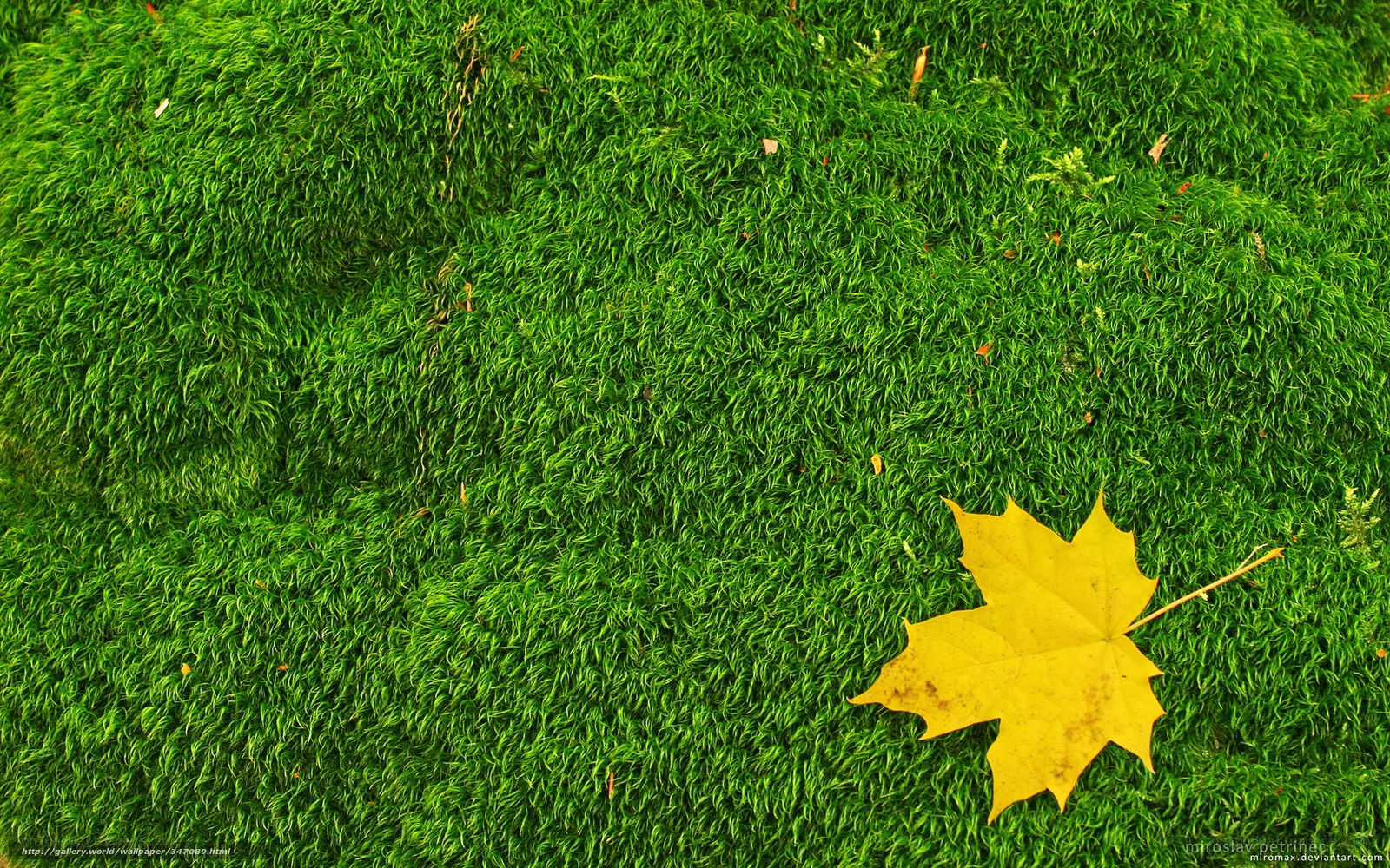 Yellow leaf on green moss