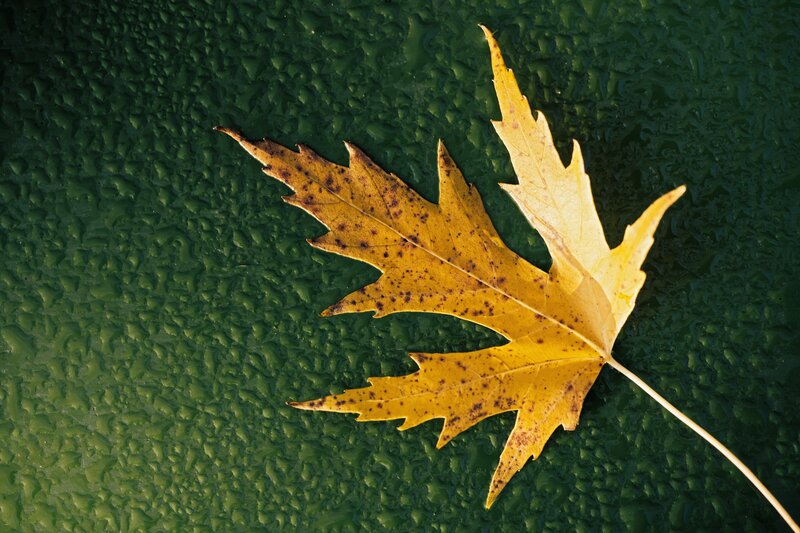 Yellow leaf on green surface