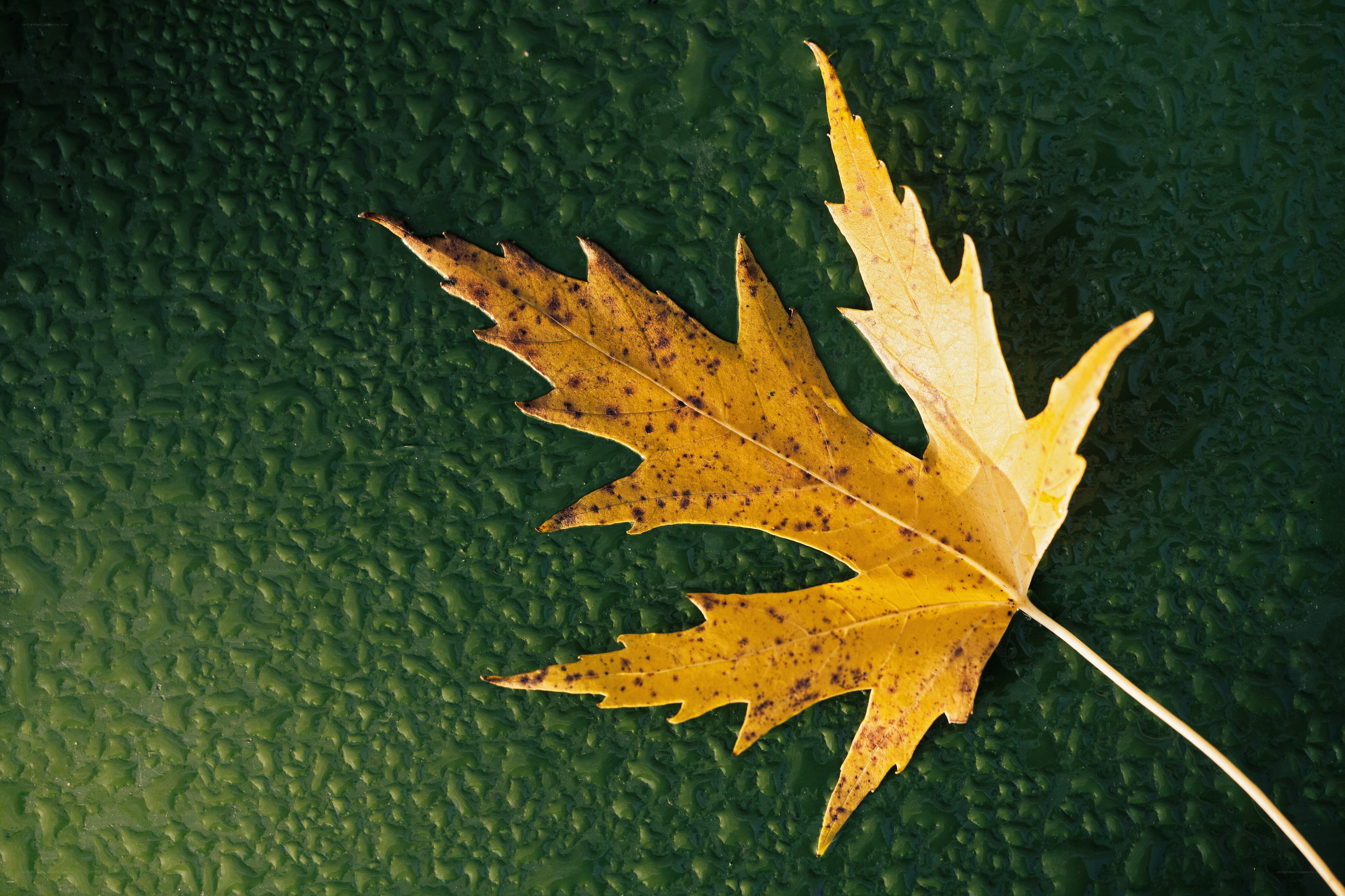 Yellow leaf on green surface