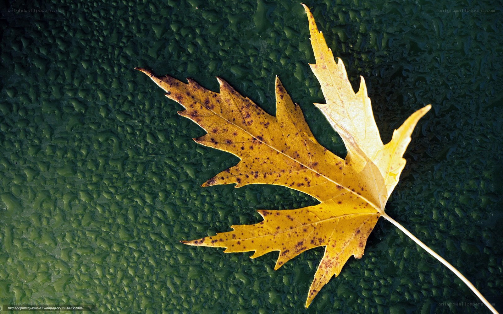 Yellow leaf on green surface