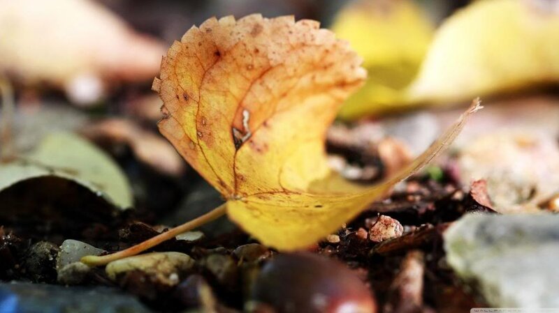 Yellow Leaf on Ground — Calm, Autumn, Photograph, Pebbles