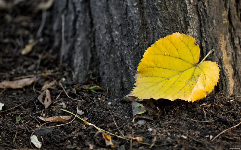 Yellow Leaf on Ground — Calm, Autumn, Photograph, Tree Trunk