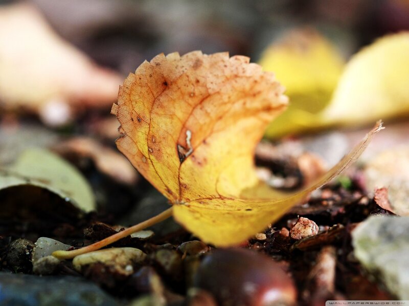 Yellow Leaf on Ground — Calm, Autumn