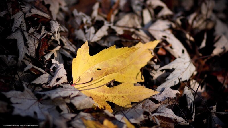 Yellow Leaf on Ground — Serene, Autumn, Photograph