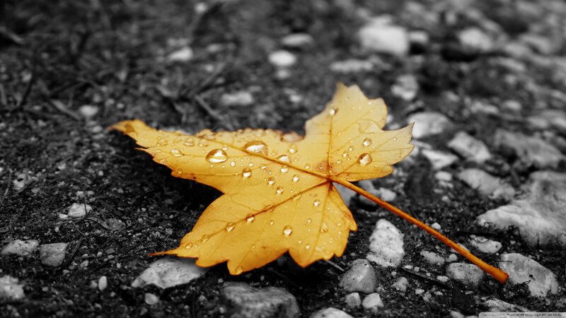 Yellow Leaf on Ground — Serene, Autumn