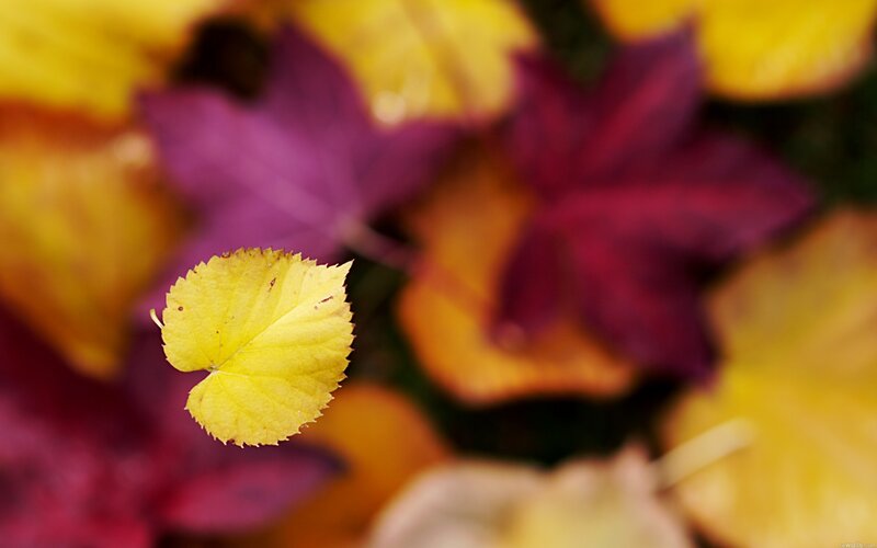Yellow Leaf on Ground — Serene