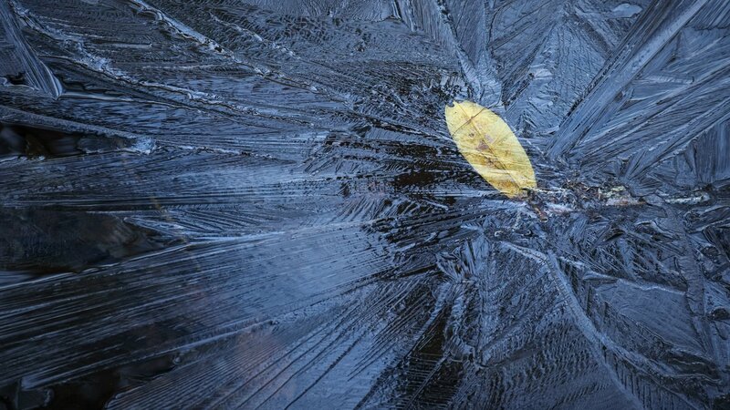 Yellow Leaf on Ice — Blue