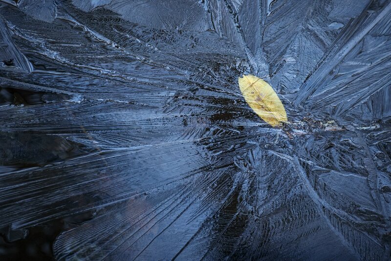 Yellow Leaf on Ice
