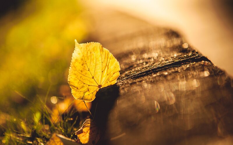 Yellow Leaf on Log — Serene, Autumn