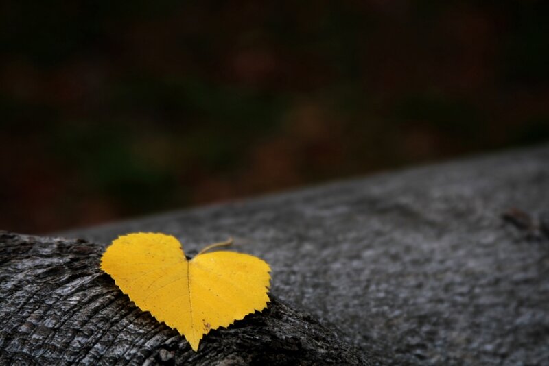 Yellow Leaf on Log — Serene