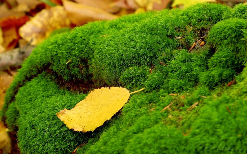 Yellow Leaf on Moss