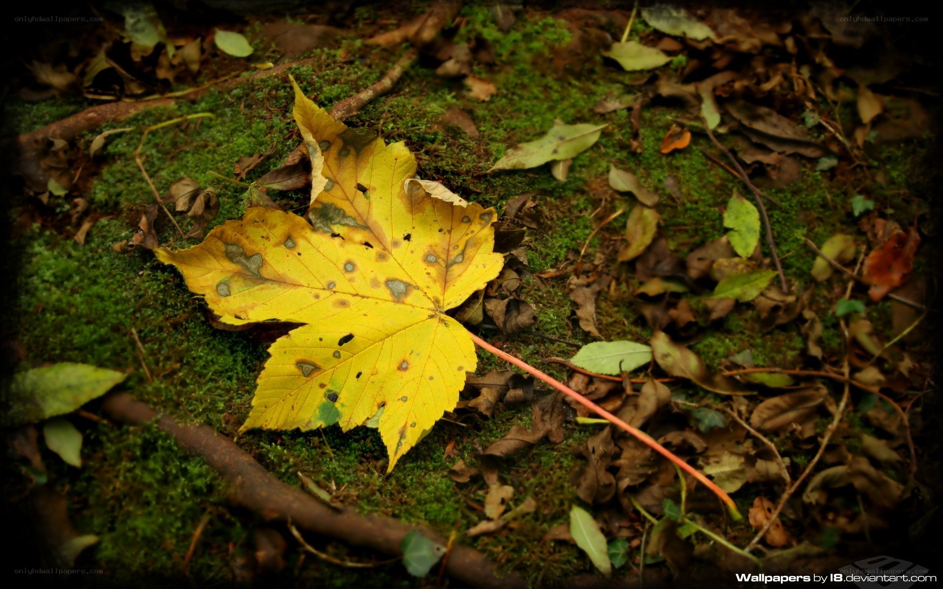 Yellow leaf on mossy ground