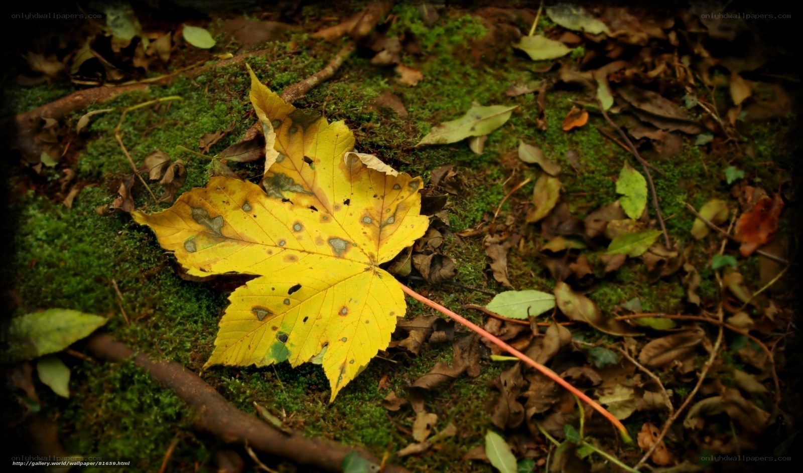 Yellow leaf on mossy ground