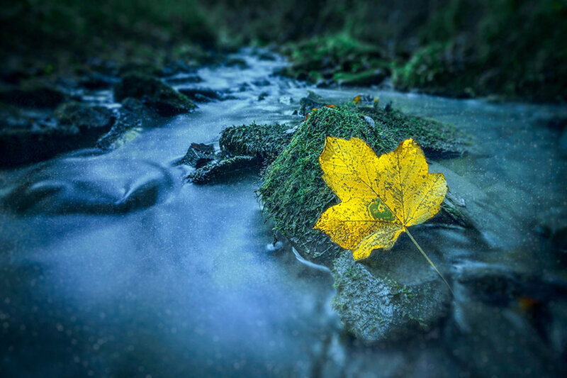 Yellow Leaf on Mossy Rock
