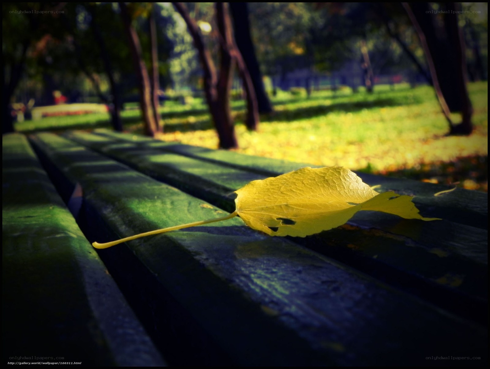 Yellow leaf on park bench