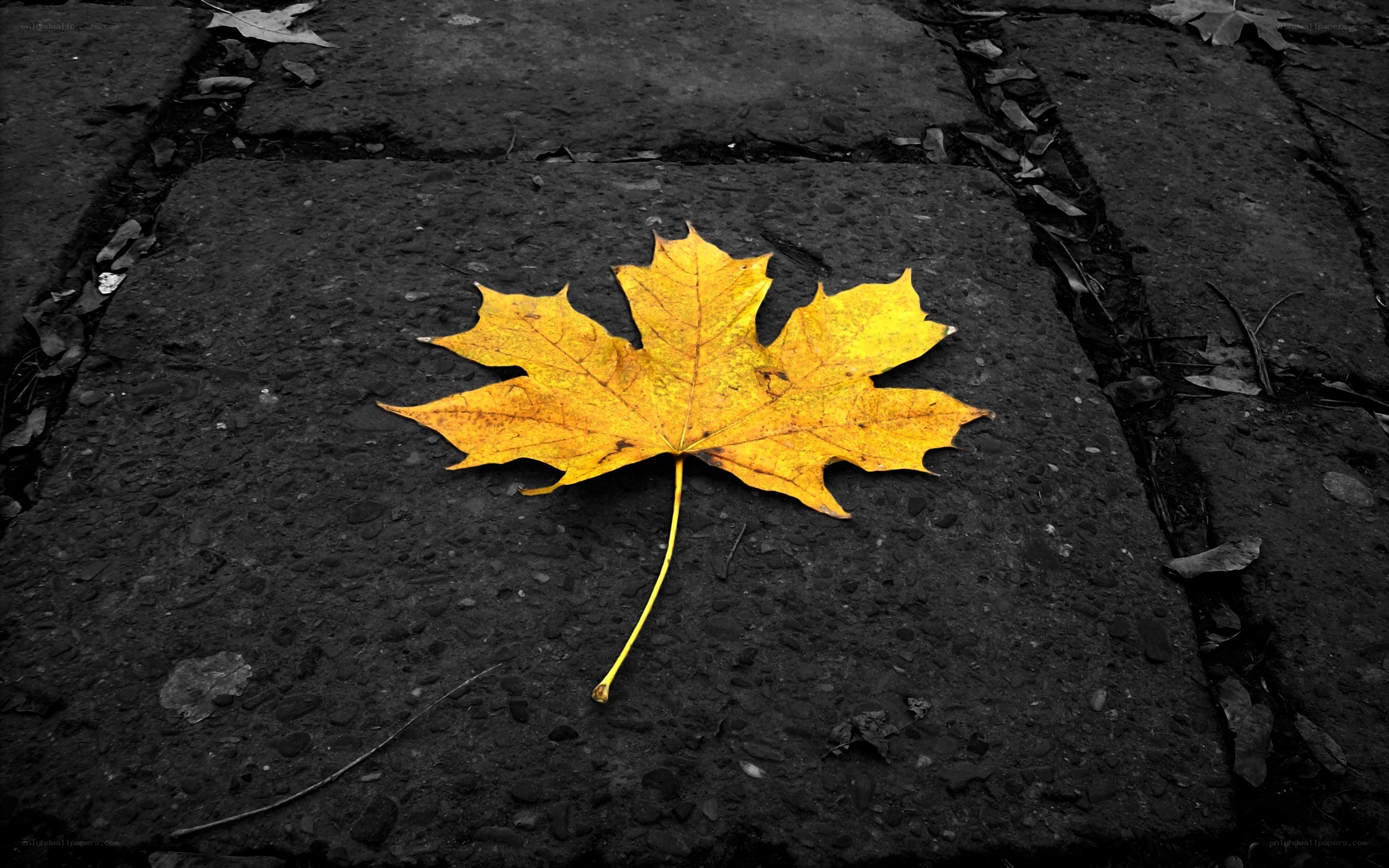Yellow leaf on pavement