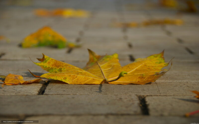 Yellow Leaf on Pavement — Calm