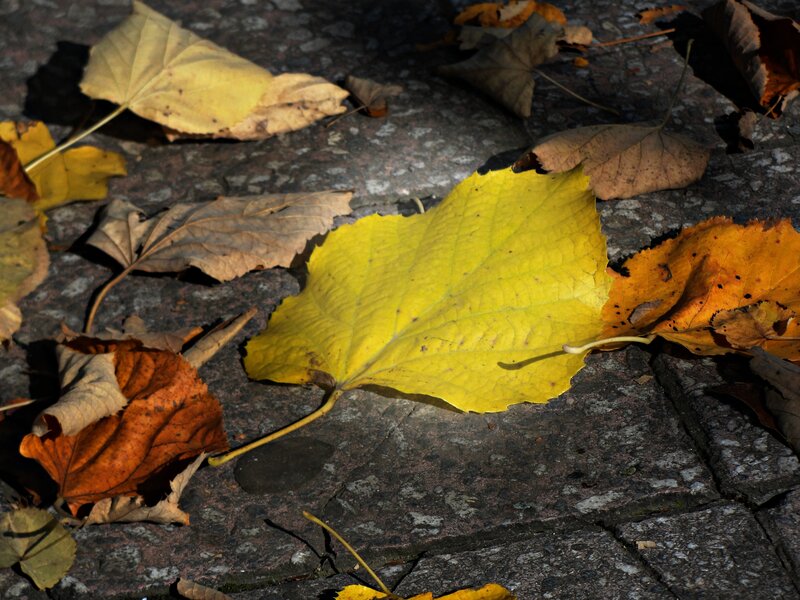 Yellow Leaf on Pavement — Serene