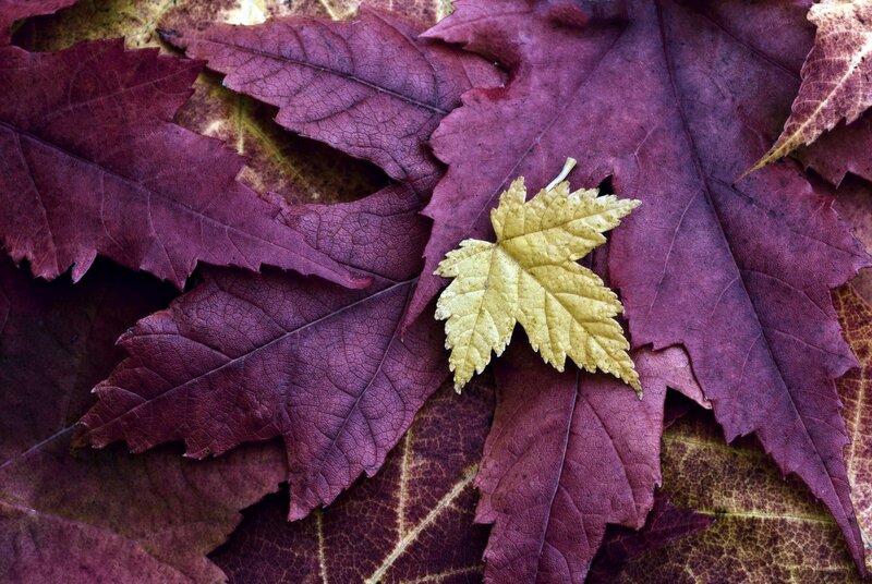 Yellow Leaf on Purple Leaves — Calm