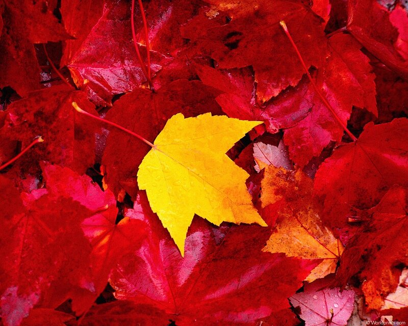 Yellow Leaf on Red Leaves