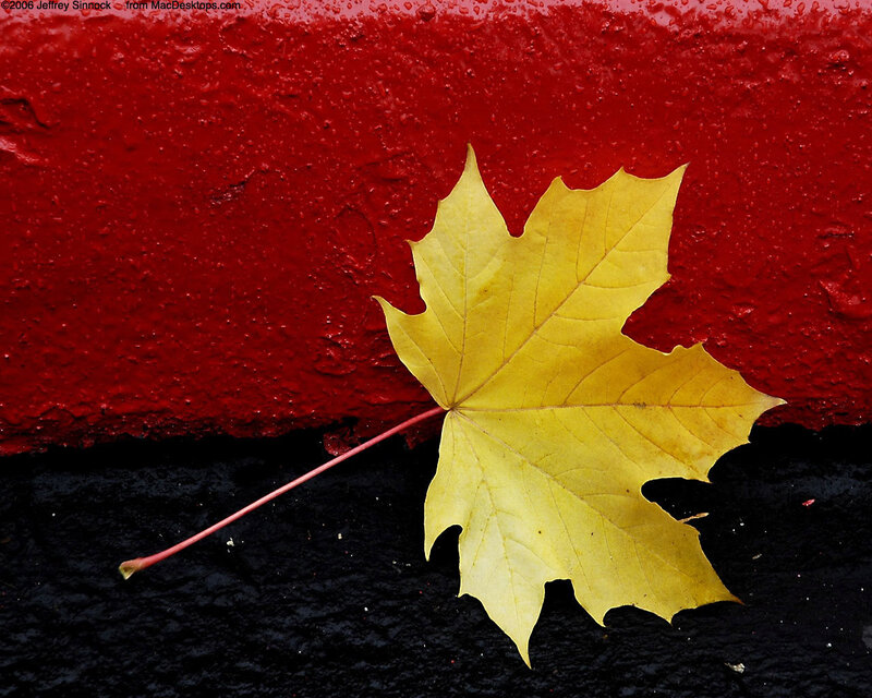 Yellow leaf on red wall