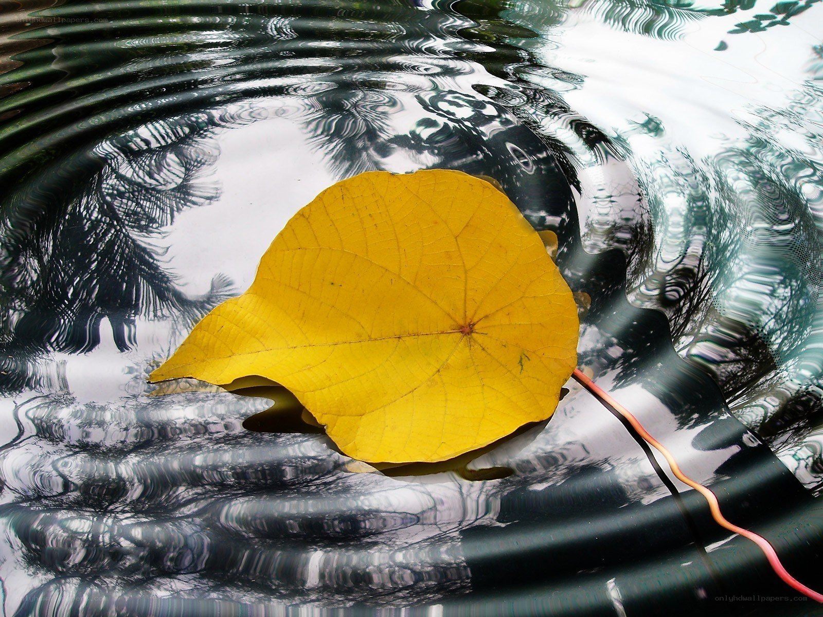 Yellow leaf on rippling water