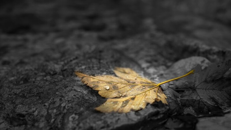 Yellow Leaf on Rock — Dramatic