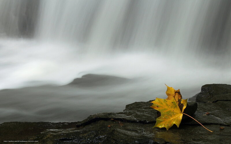 Yellow Leaf on Rock — Serene