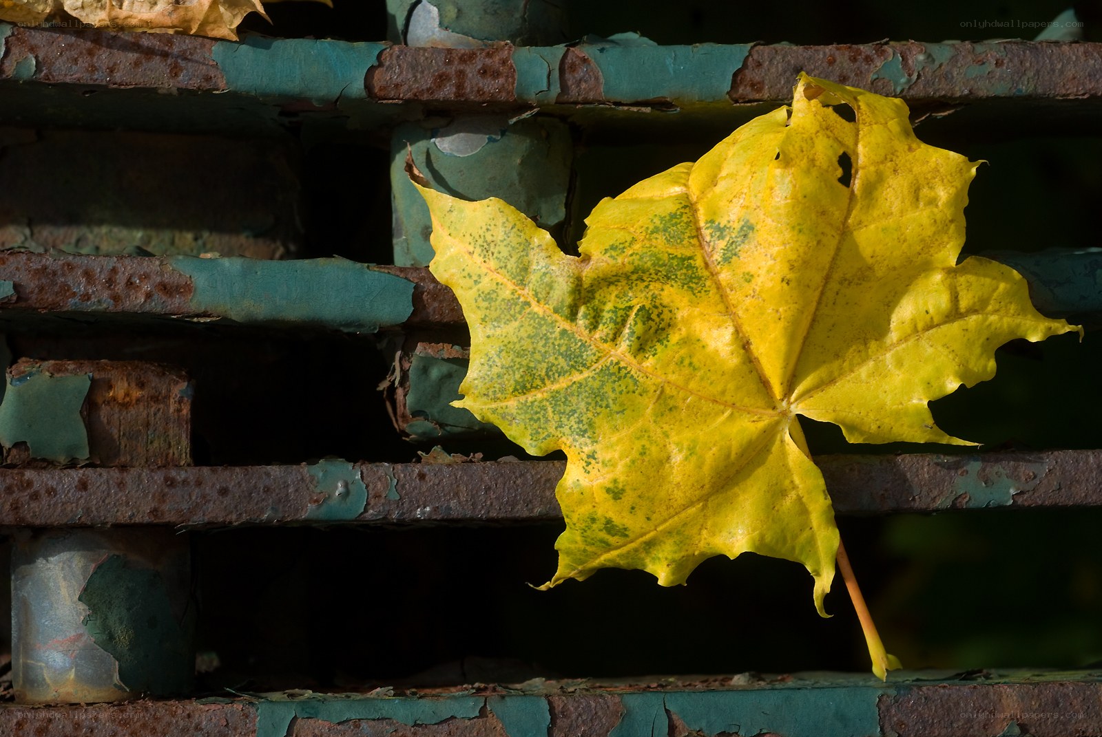 Yellow leaf on rusty grate