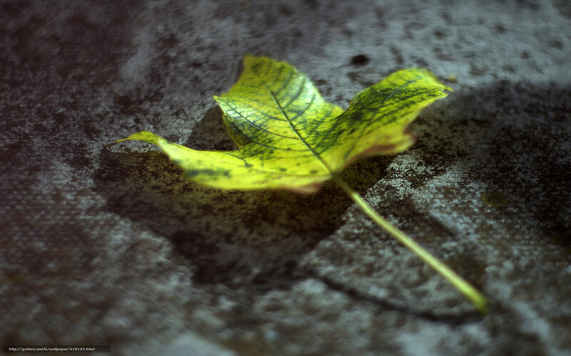 Yellow Leaf on Stone — Green