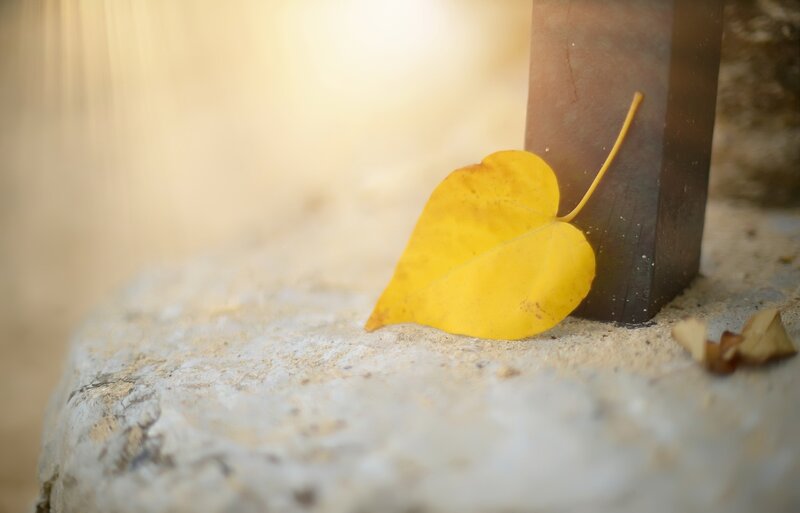 Yellow Leaf on Stone — Serene