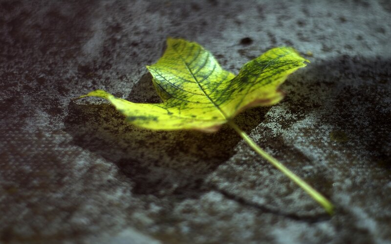 yellow leaf on stone
